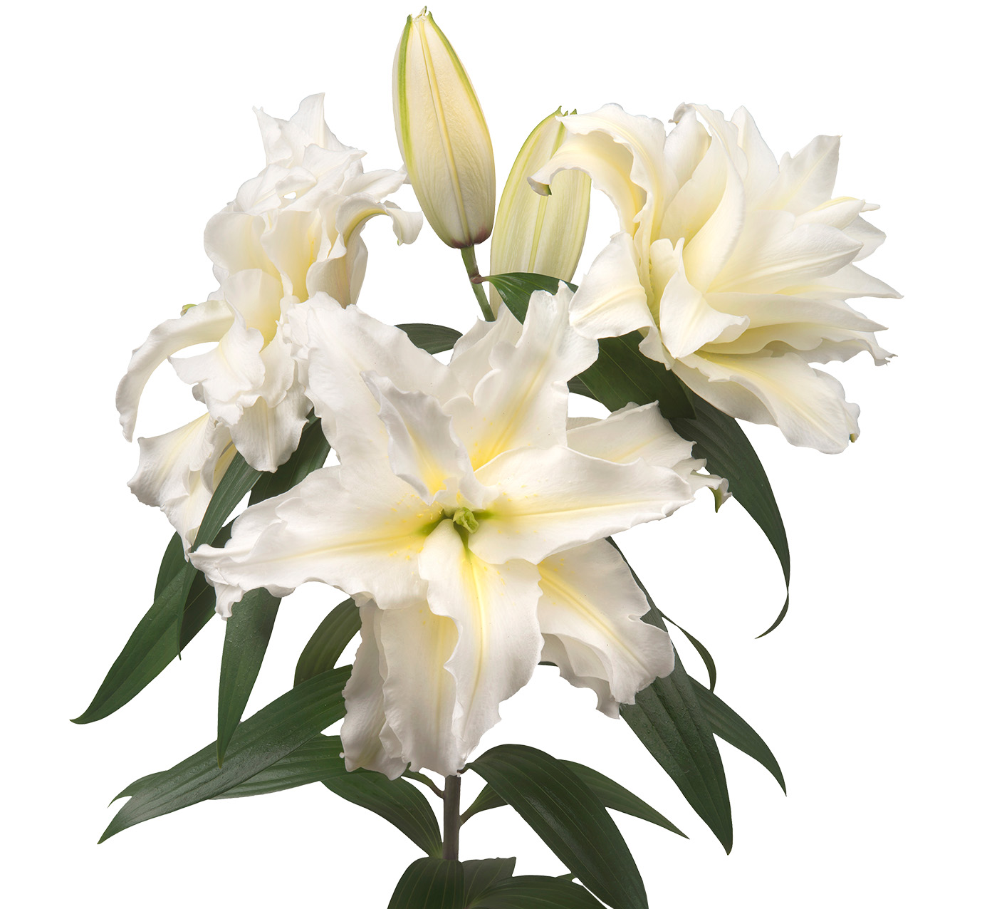 Fresh Cuts Rose Lilies